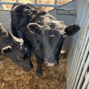 Meet your Posher, Luke